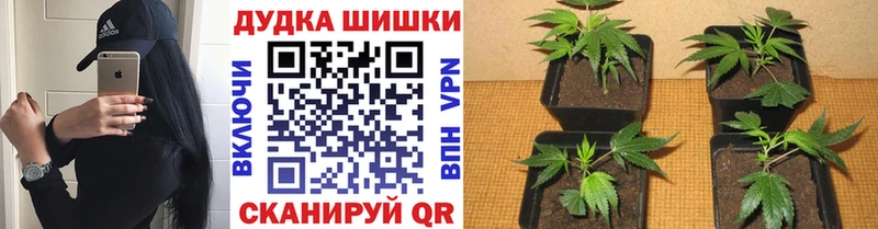 купить закладку  Фурманов  МАРИХУАНА Amnesia 